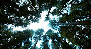 http://www.topos.ru/sites/default/files/u30/malick6.jpg